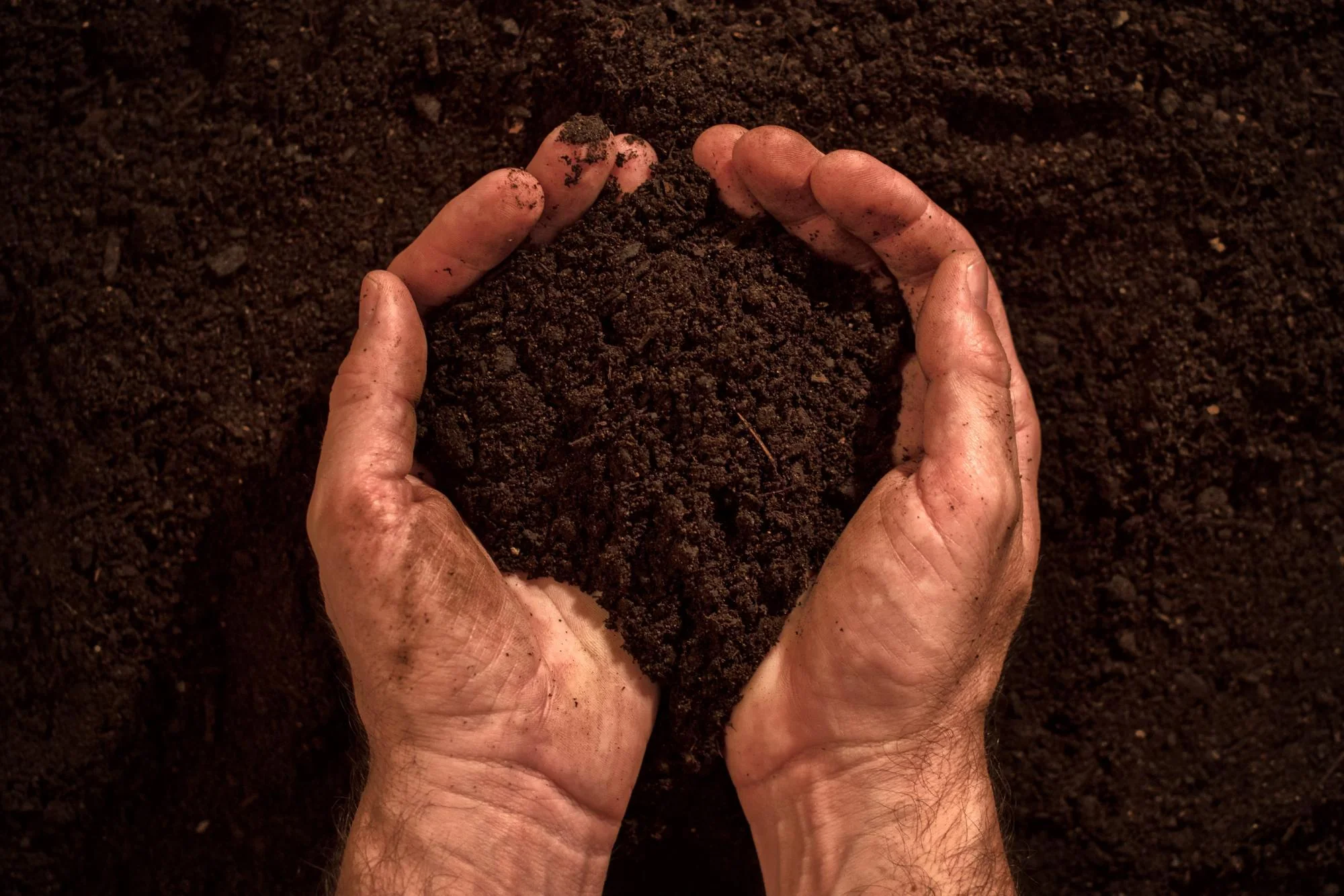 a pair of hands holding some dirt